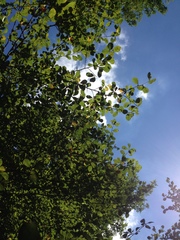 Crataegus reverchonii