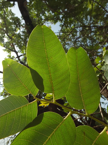 Image of Soymida febrifuga by (c) Siddarth Machado, some rights reserved (CC BY)