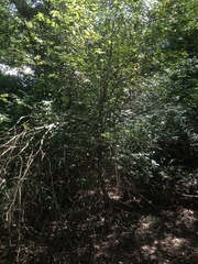 Crataegus reverchonii