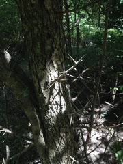 Crataegus reverchonii