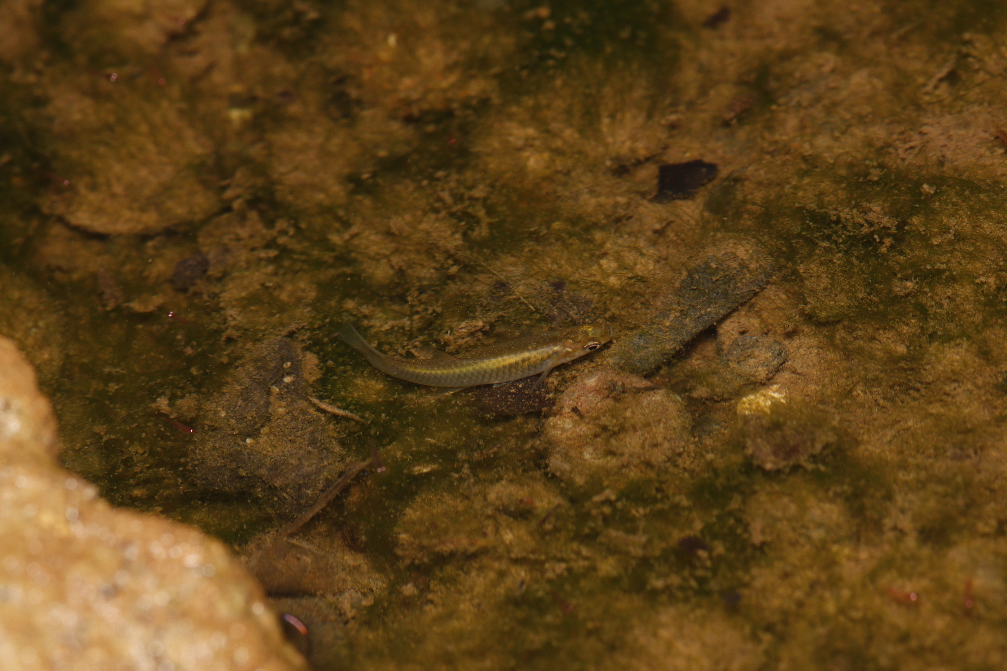 Buroca Toothcarp