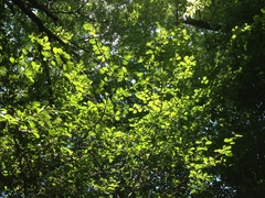 Crataegus reverchonii