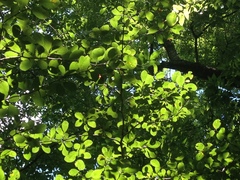 Crataegus reverchonii
