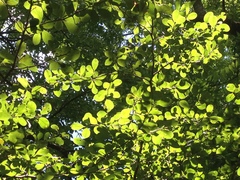 Crataegus reverchonii