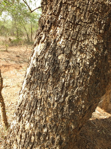 Image of Soymida febrifuga by (c) Siddarth Machado, some rights reserved (CC BY)