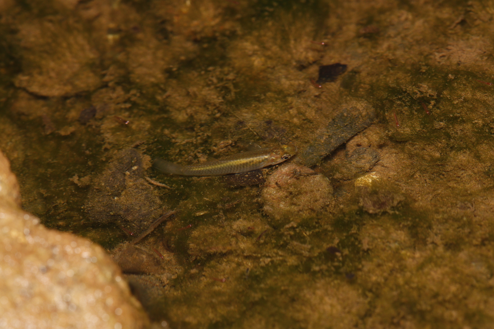 Buroca Toothcarp photo 2