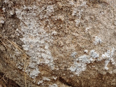 Lecanographa hypothallina