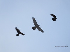 Accipiter gentilis