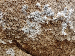 Lecanographa hypothallina