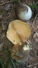 Melanoleuca cognata
