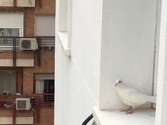 Columba livia domestica