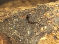 Endeavouria septemlineata