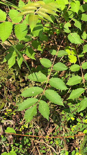 Rhus hypoleuca, 2025-07-27