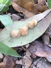 Druon quercuslanigerum