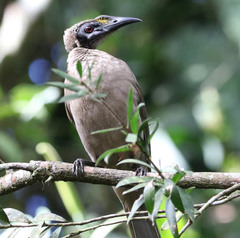 Philemon buceroides yorki