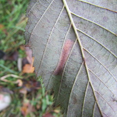 Phyllonorycter strigulatella