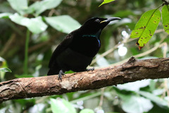 Ptiloris victoriae