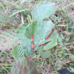 Phyllonorycter strigulatella