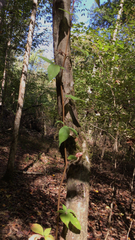 Bignonia capreolata