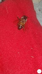 Apis mellifera