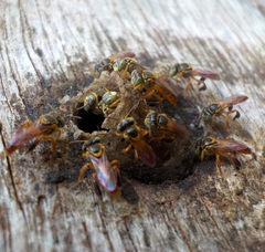 Tetragonisca angustula