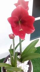 Liliopsida