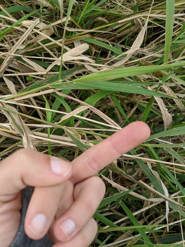 Phalaris arundinacea iNat (1)