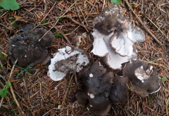 Boletopsis leucomelaena