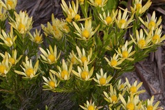 Leucadendron strobilinum × xanthoconus