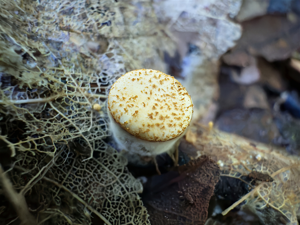 Crucibulum simile · July 2025 · photo: © jeremy_rolfe (iNaturalist, cc-by)