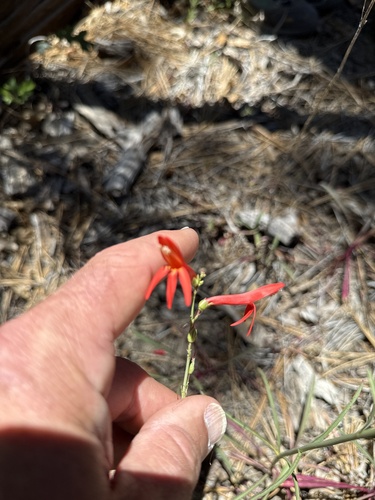 iNaturalist observation photo of San Gabriel beardtongue