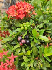 Ixora coccinea