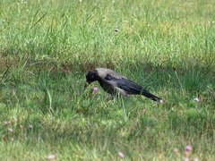 Corvus cornix