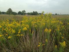 Solidago tortifolia