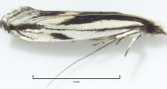 Erechthias chasmatias