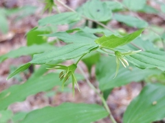 Prosartes lanuginosa