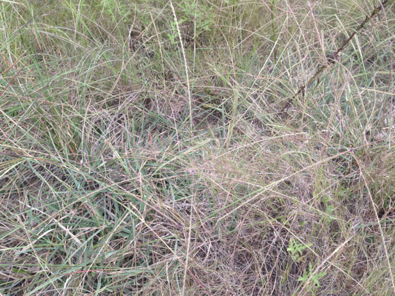 Chloris texensis