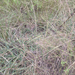 Texas Windmillgrass - Photo (c) Jason Singhurst, some rights reserved (CC BY-NC), uploaded by Jason Singhurst