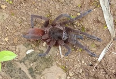 Sericopelma
