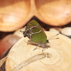 Callophrys xami xami