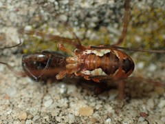 Dasylobus argentatus