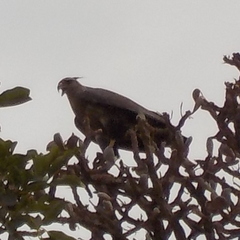 Buteogallus coronatus