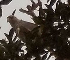 Buteogallus coronatus