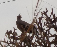 Buteogallus coronatus