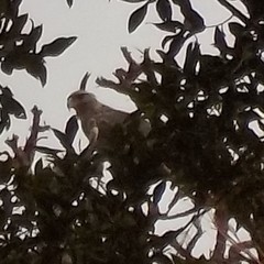 Buteogallus coronatus