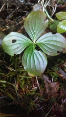 Cornus unalaschkensis