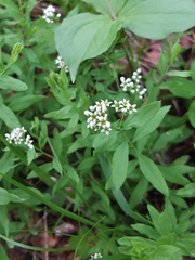 Comandra umbellata umbellata