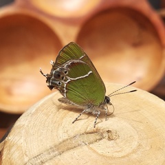 Callophrys xami xami