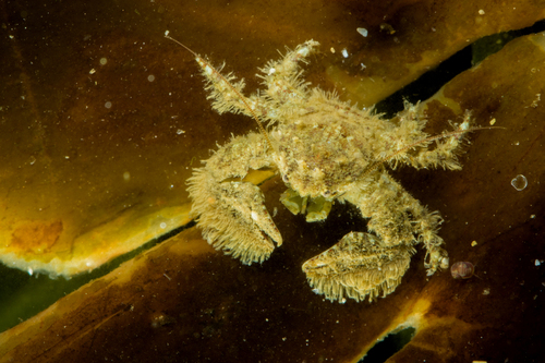 Hairy Porcelain Crab, photo 5 of 10