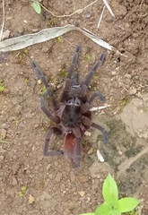 Sericopelma